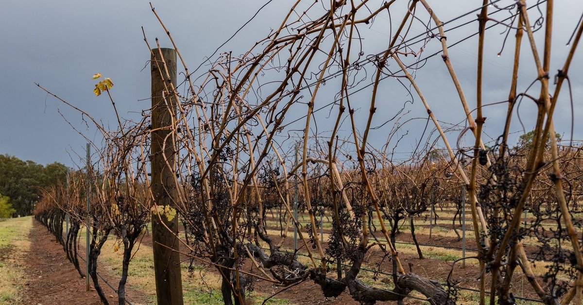 Как укрывать виноград в теплице на зиму окучивание полное укрытие